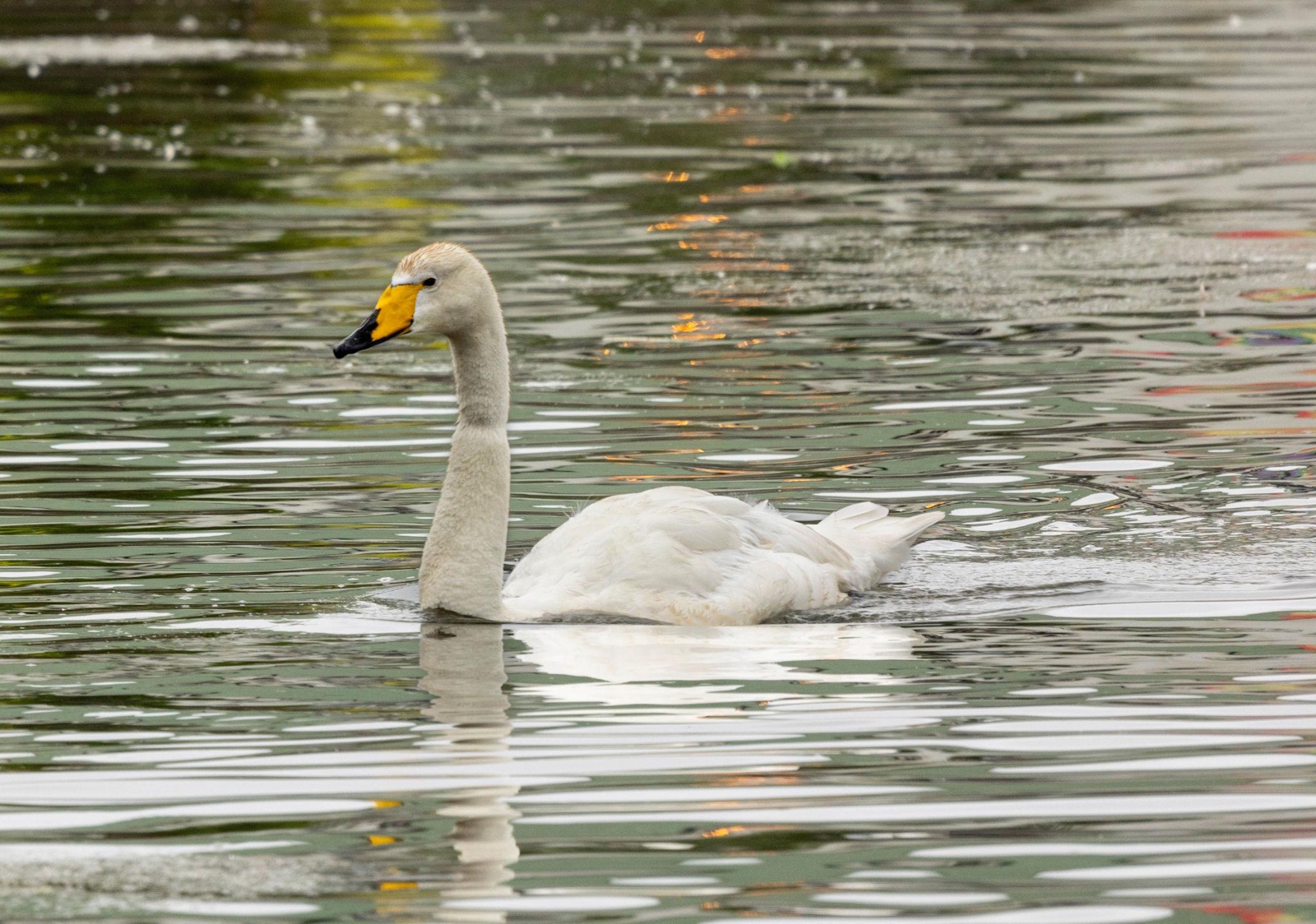 Álftir (Cygnus cygnus) í Hornafirði á Íslandi