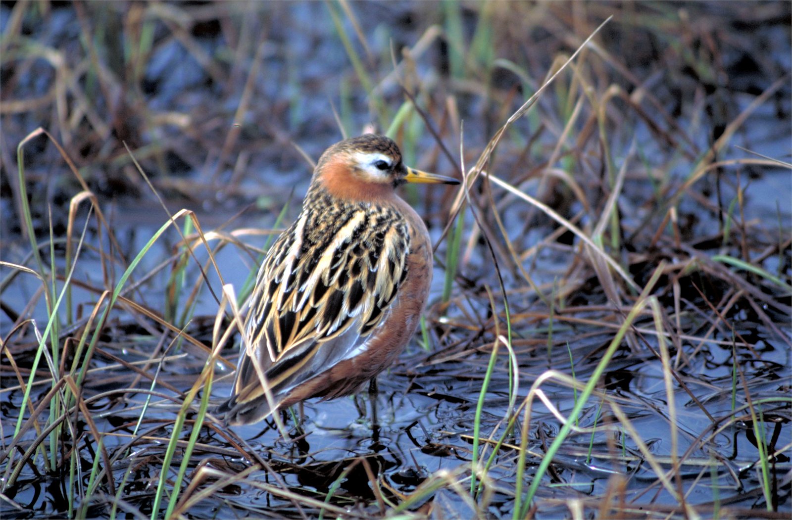 Þórshani (Phalaropus fulicarius)