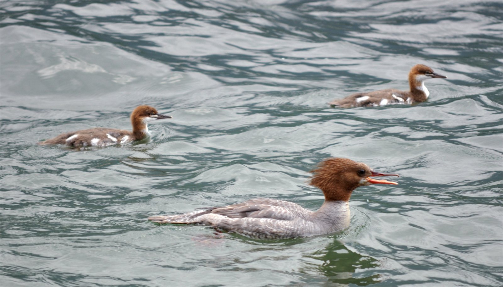Gulönd (Mergus merganser)