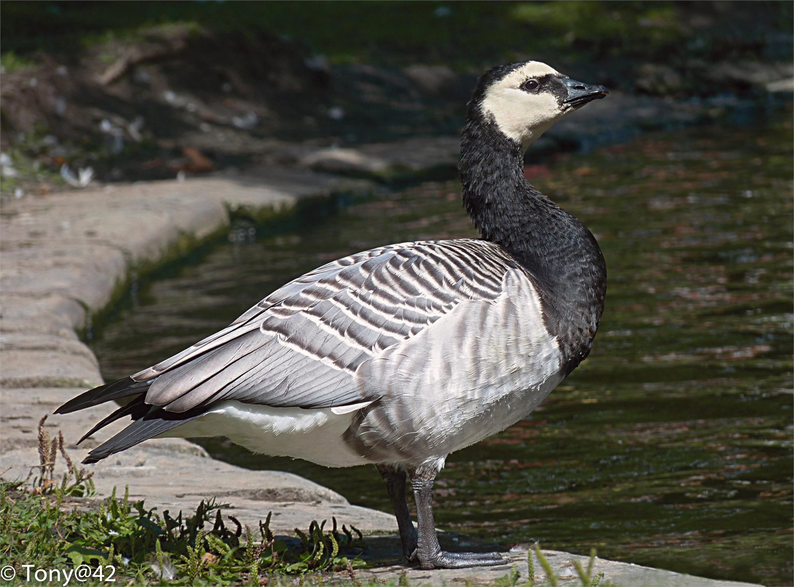 Helsingi (Branta leucopsis)