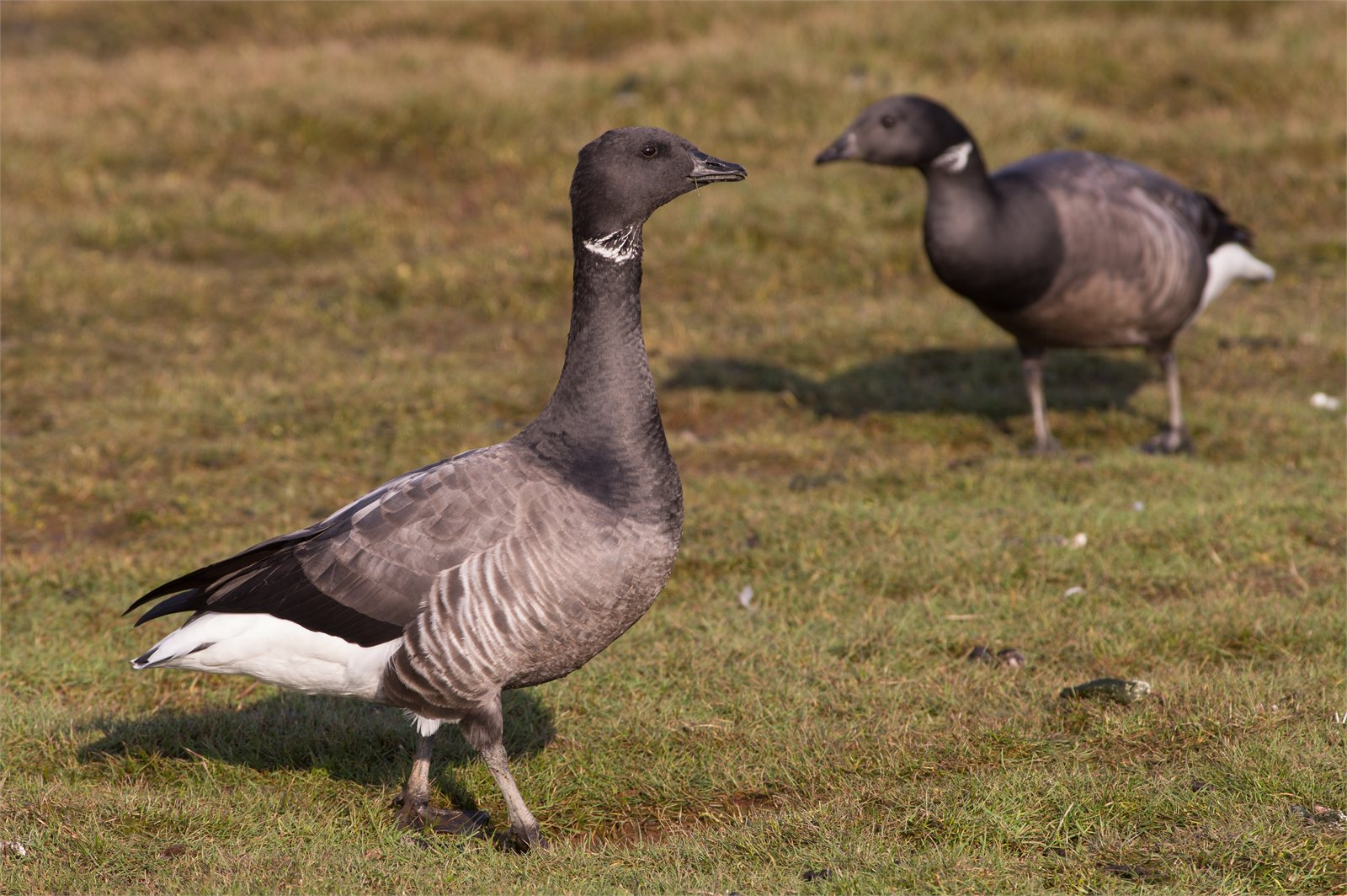 Margæs (Branta bernicla)