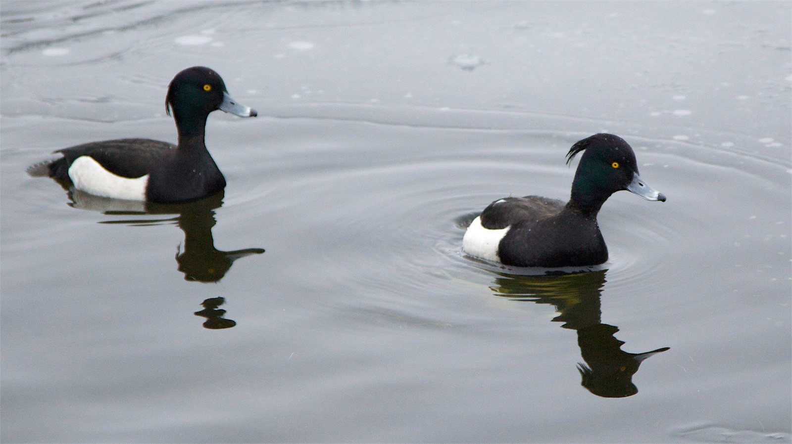 Skúfendur (Aythya fuligula)