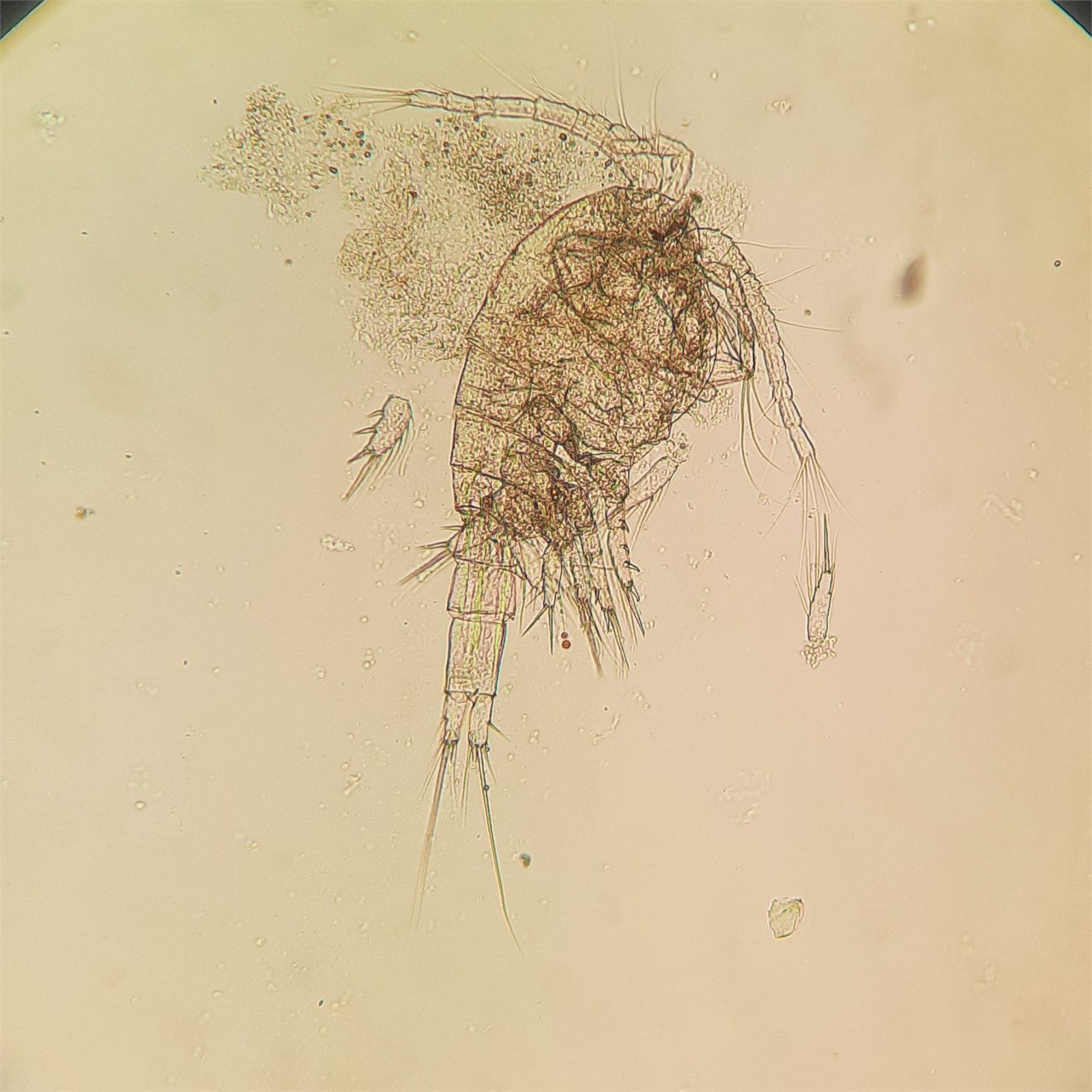Mælukrabbi (Copepoda)