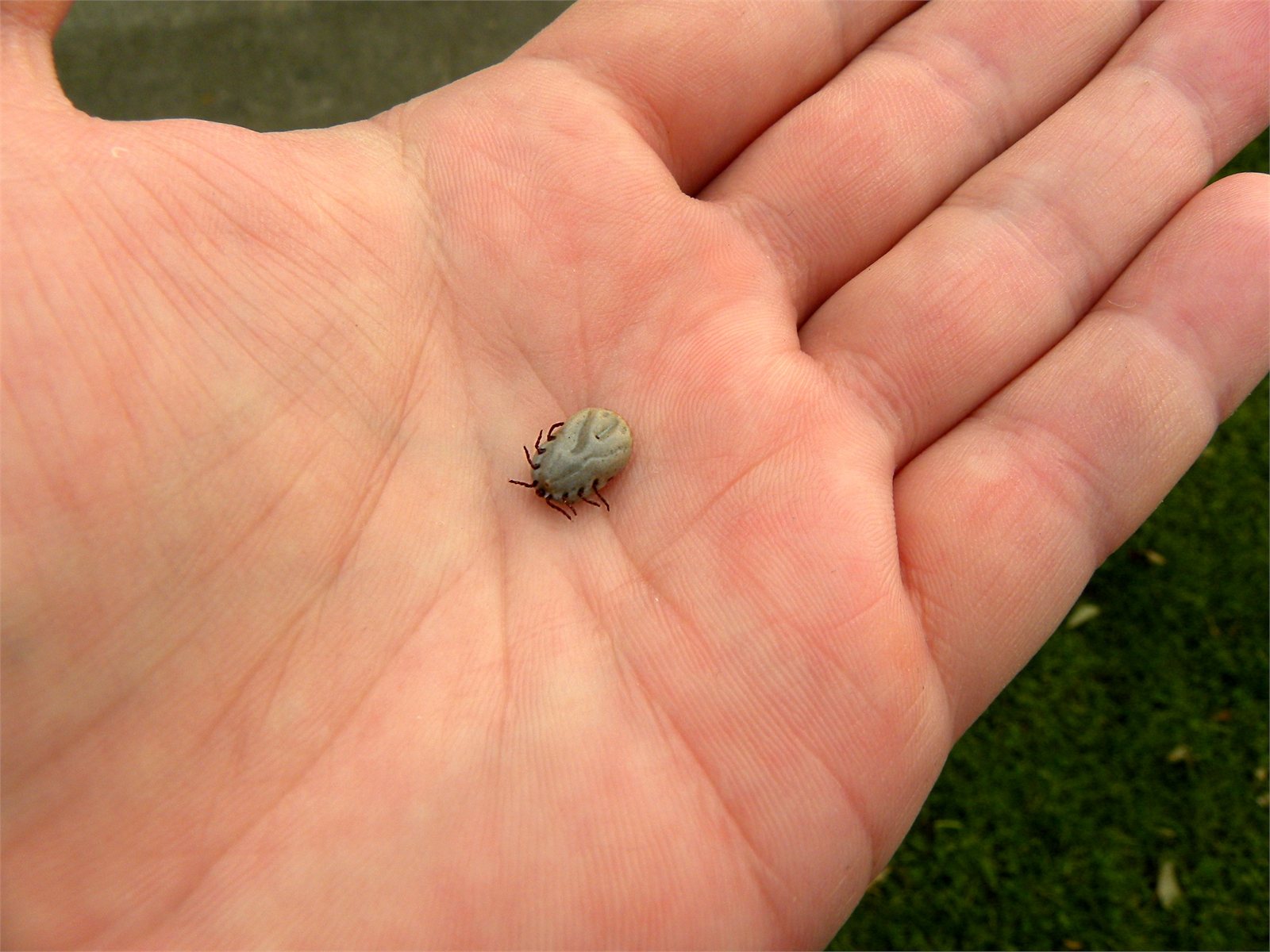Skógarmítill (Ixodes ricinus)