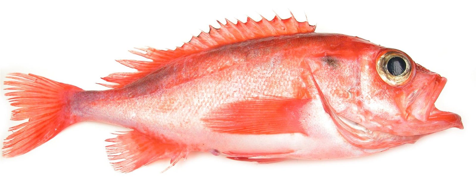 Djúpkarfi (Sebastes mentella)