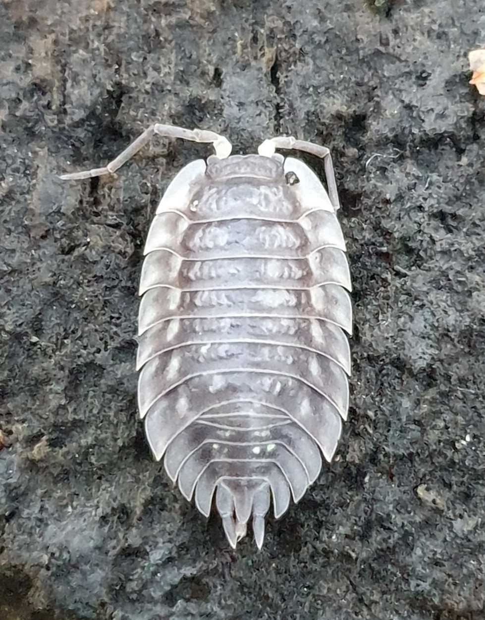 Lúsakrabbi – Oniscus asellus
