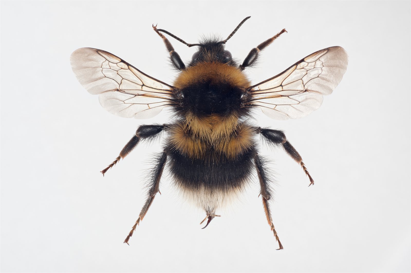 Móhumla (Bombus jonellus)