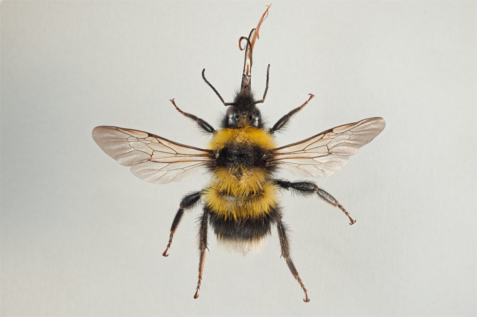 Garðhumla (Bombus hortorum)