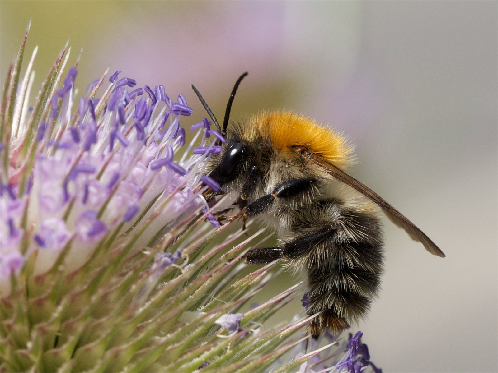 Ryðhumla (Bombus pascuorum)