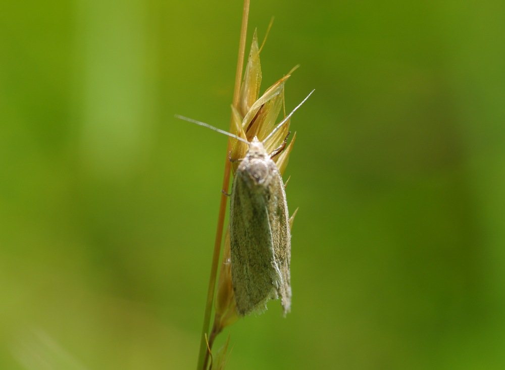 Grasvefari