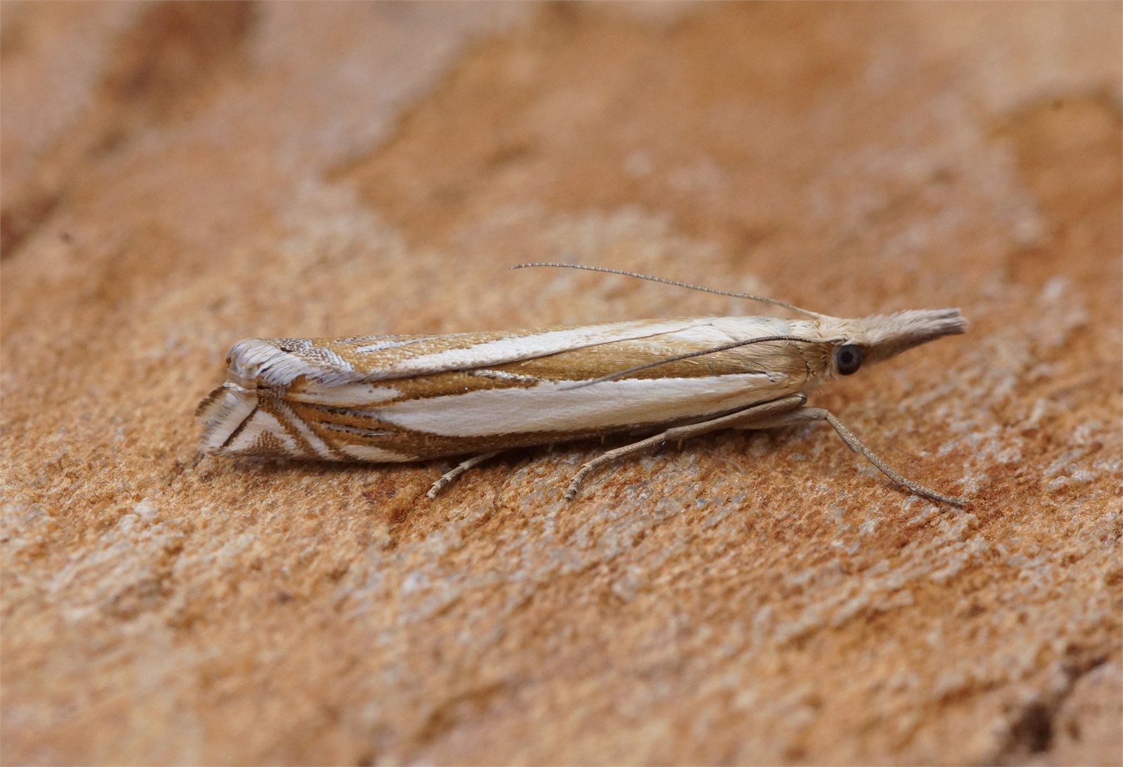 Reyrslæða (Crambus pascuella)