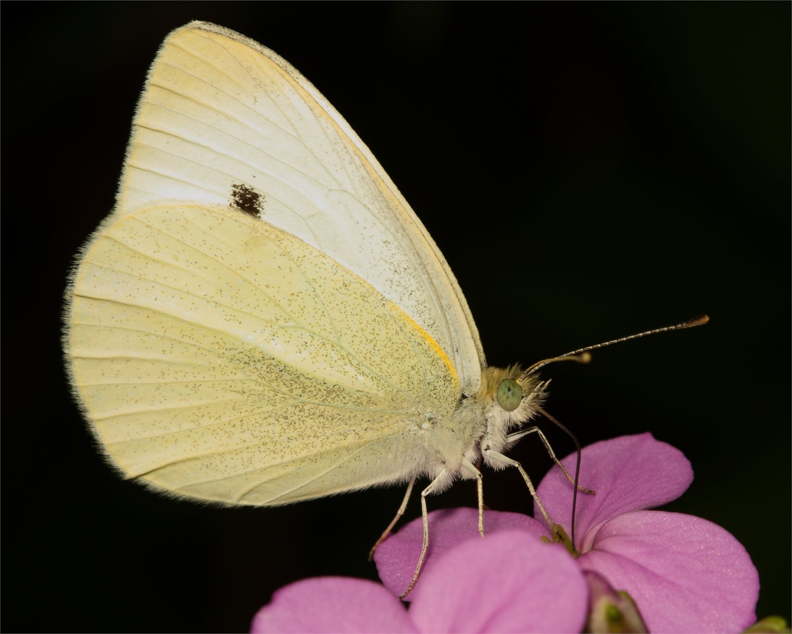 Engjaskjanni (Pieris rapae)