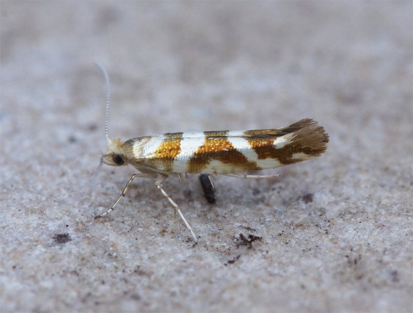 Birkiglitmölur (Argyresthia goedartella)