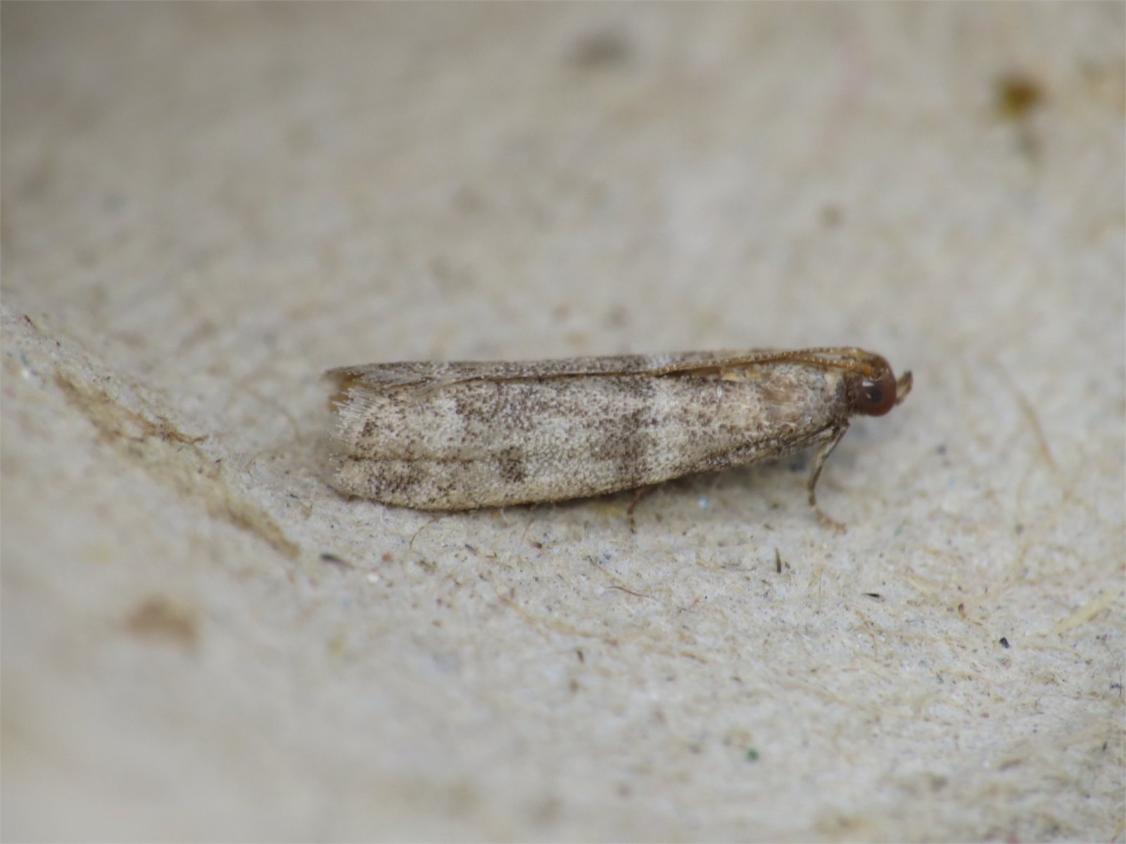 Kakóglæða (Ephestia elutella)