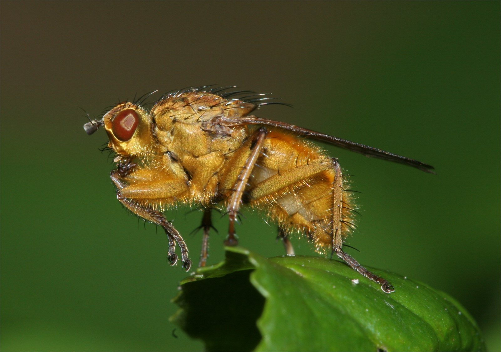 Mykjufluga (Scathophaga stercoraria)
