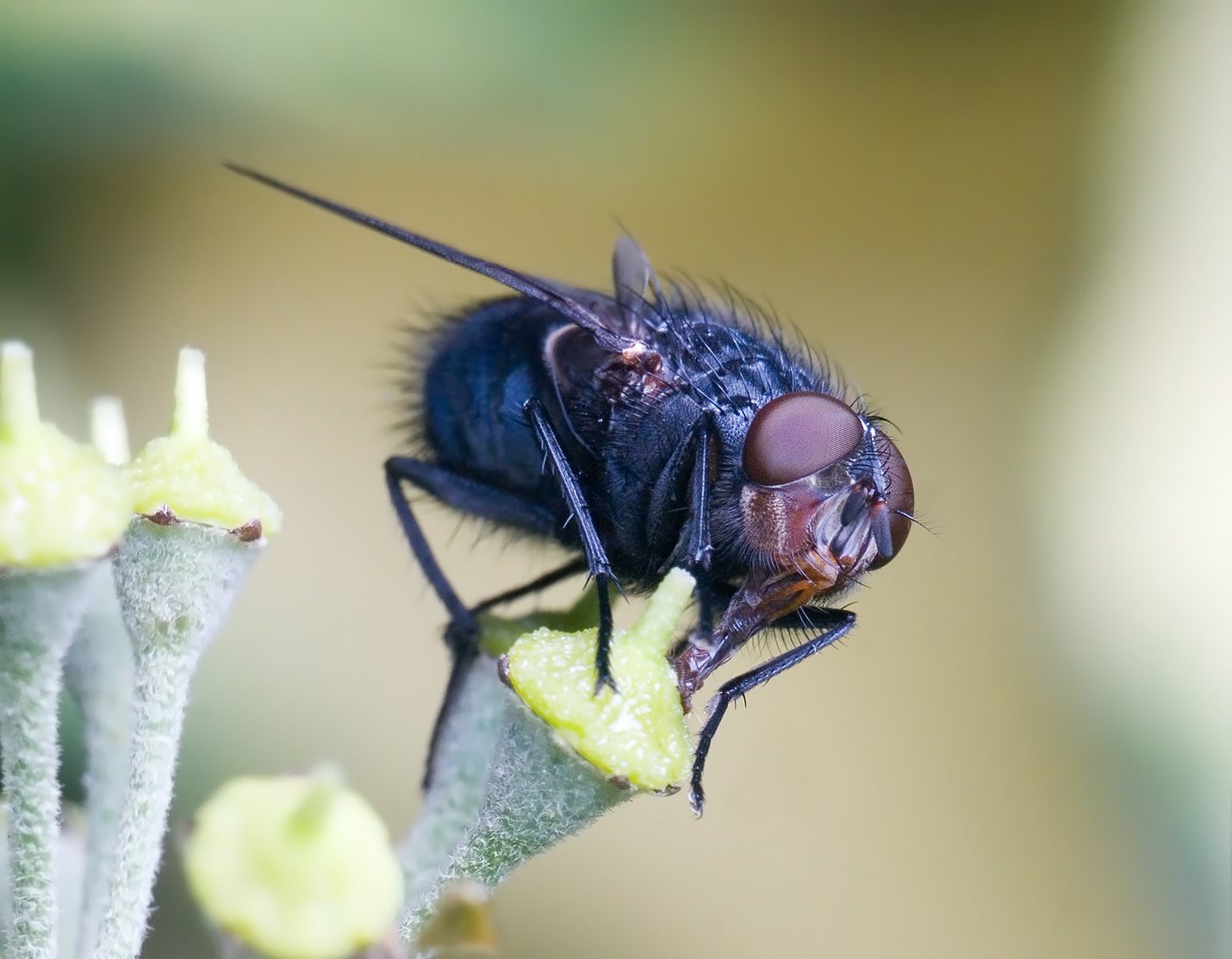 Bláfluga (Calliphora vomitoria)