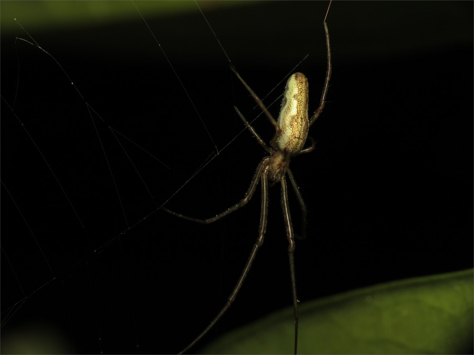 Langkjálkakönguló (Tetragnatha extensa)