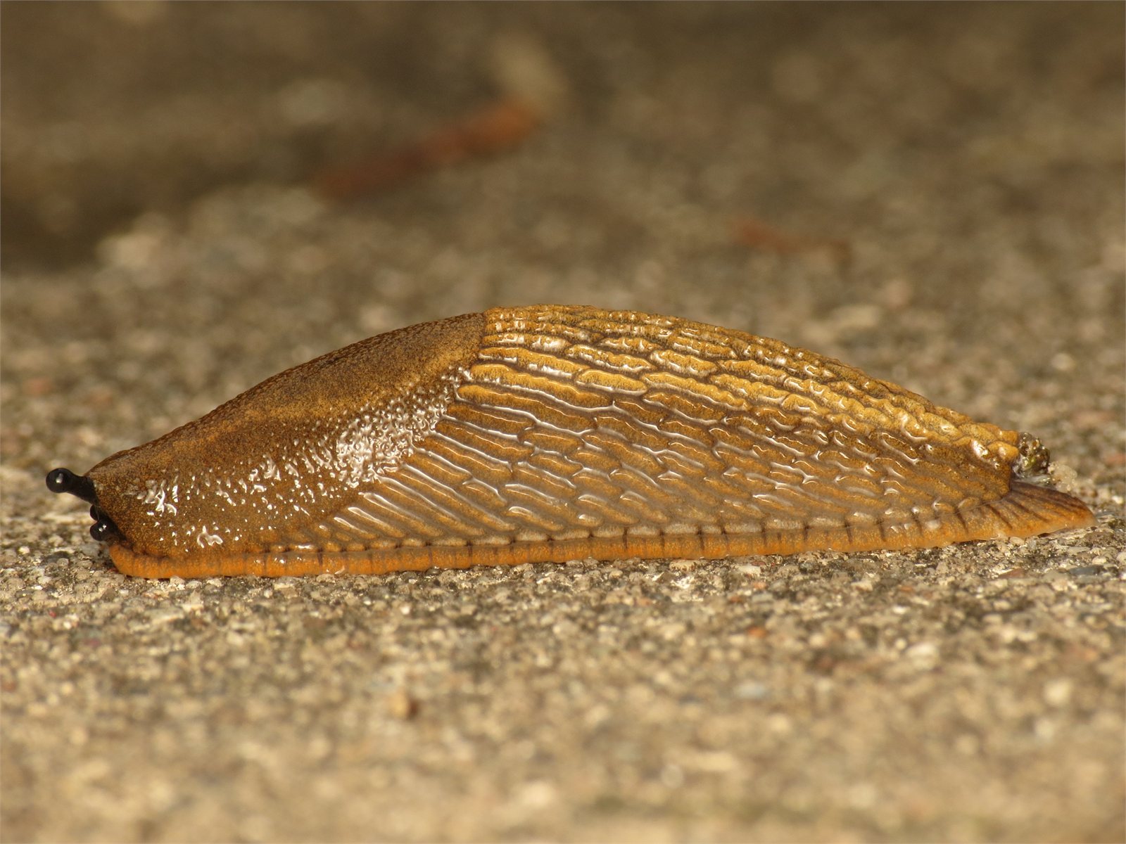 Spánarsnigill (Arion vulgaris)