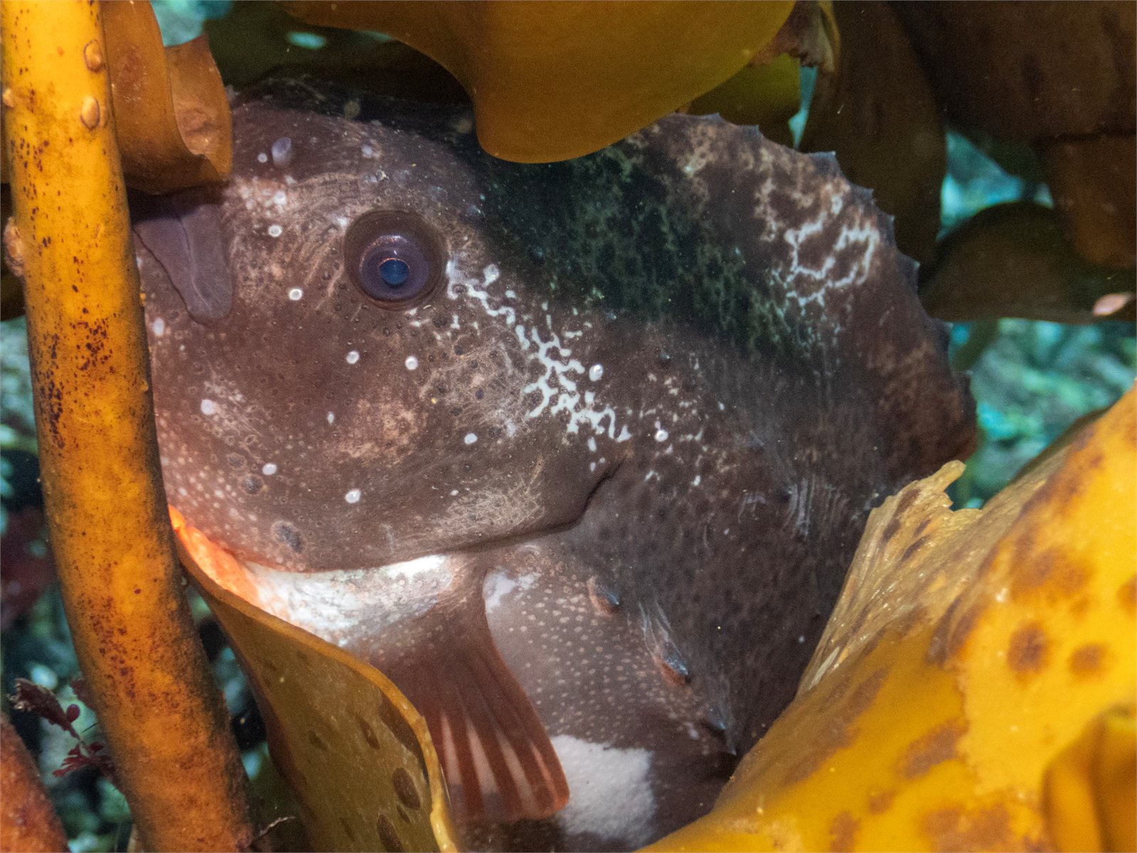 Hrognkelsi (Cyclopterus lumpus)