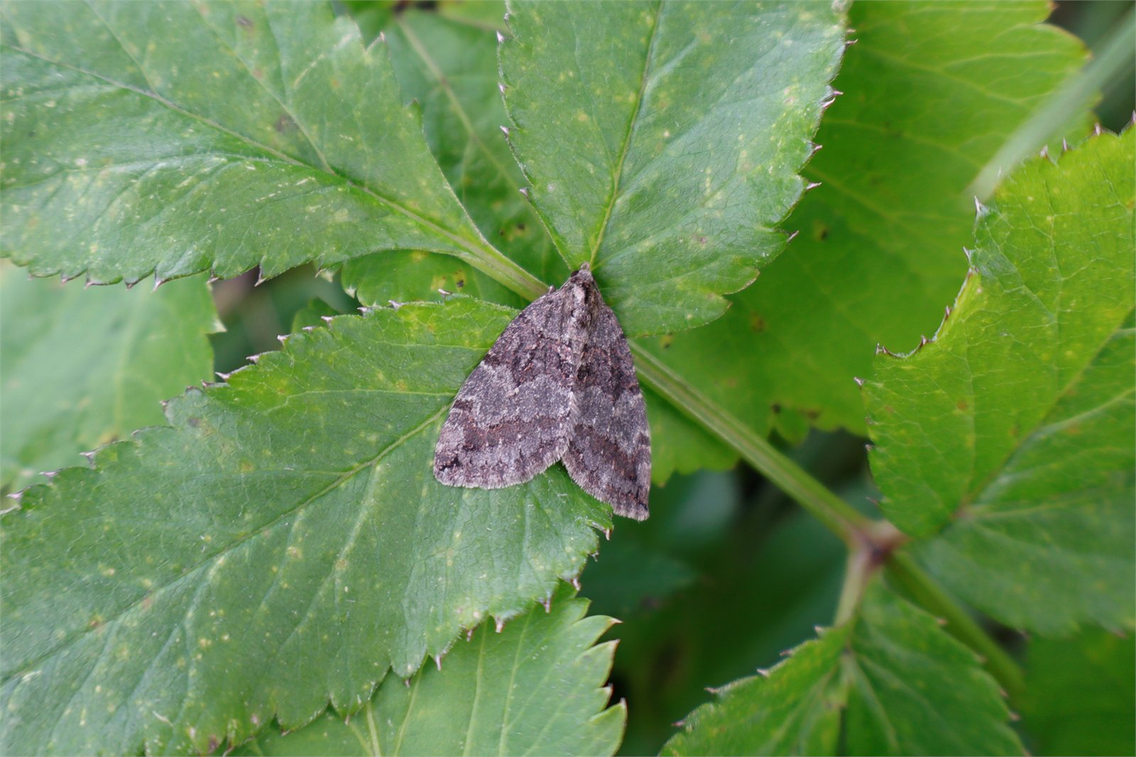 Víðifeti (Hydriomena furcata) á Þingvöllum