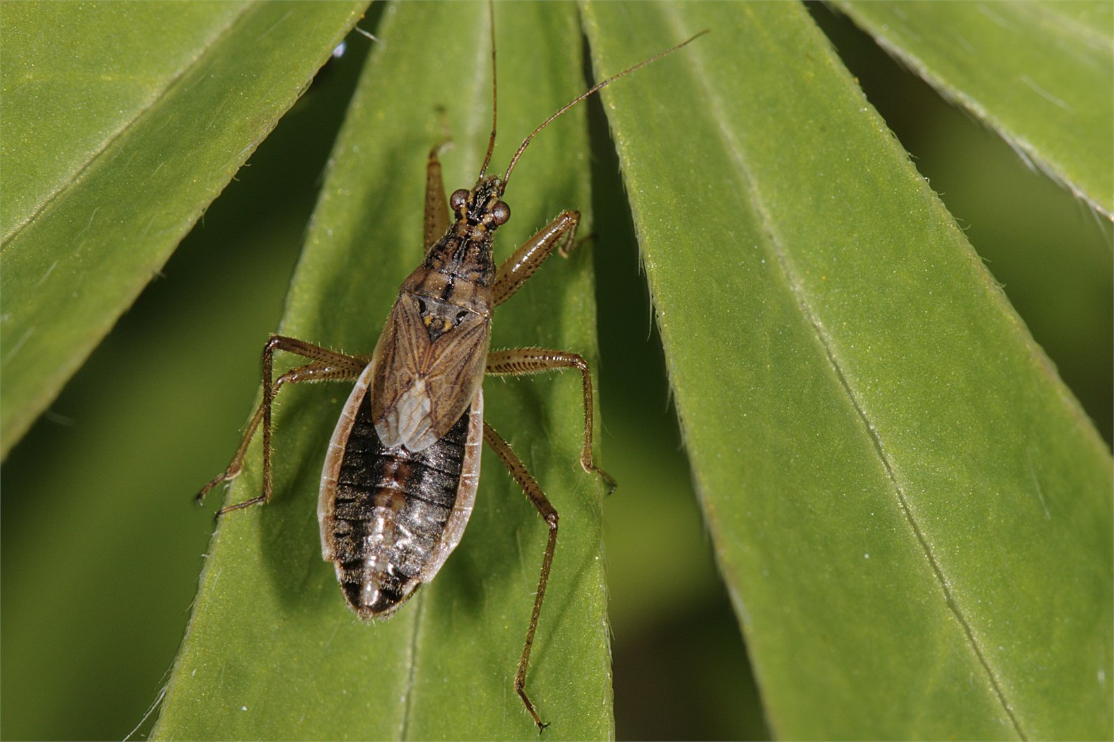 Veiðipadda (Nabis flavomarginatus)