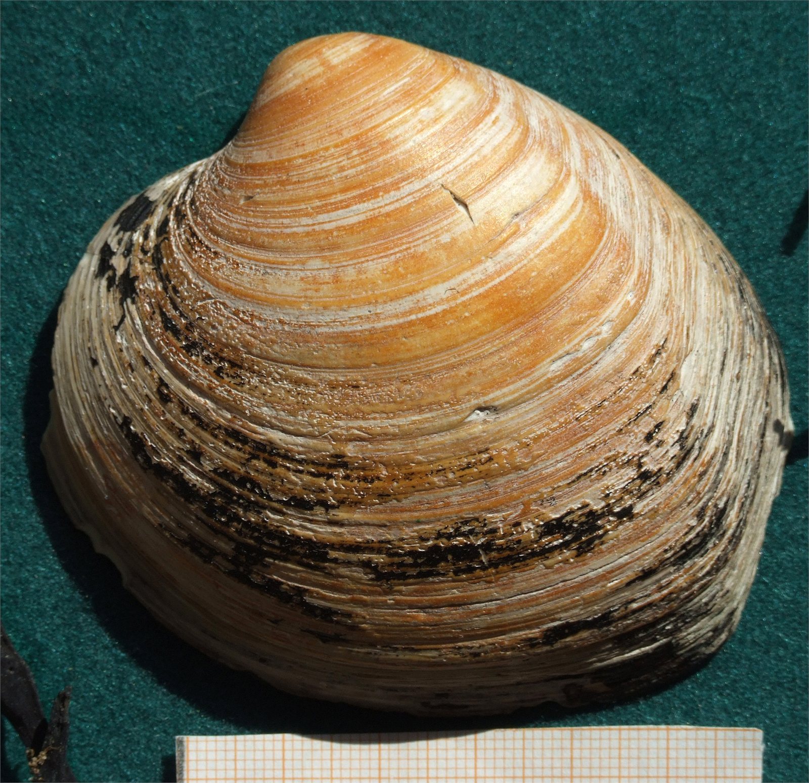 Kúskel (Arctica islandica)