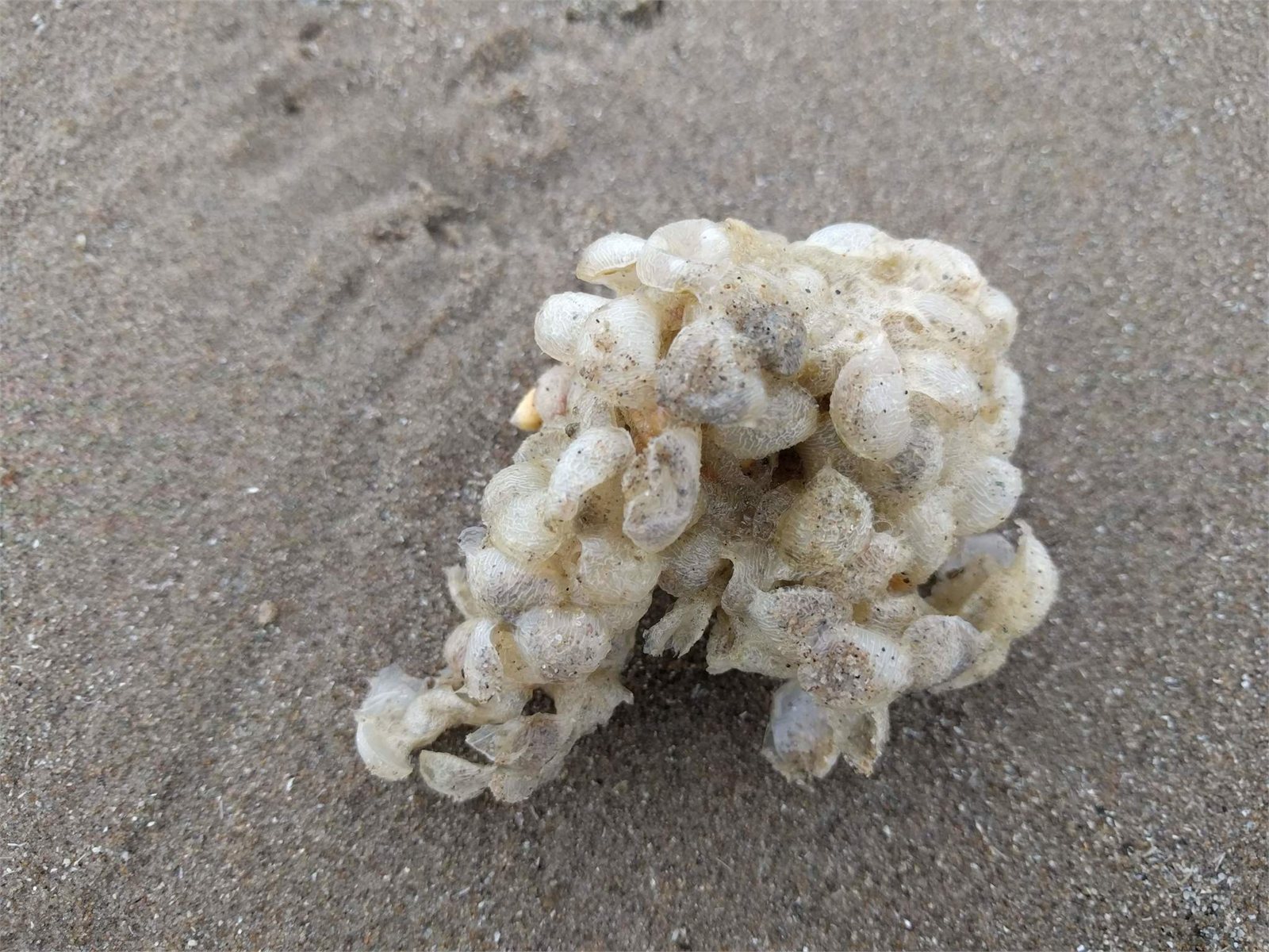 Beitukóngur (Buccinum undatum)