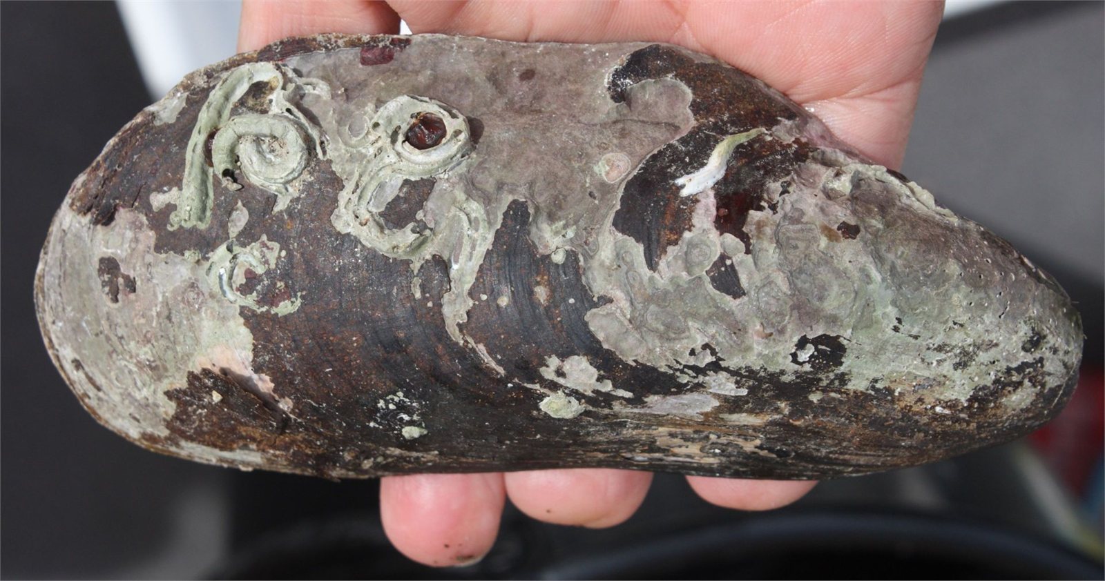 Öðuskel (Modiolus modiolus)