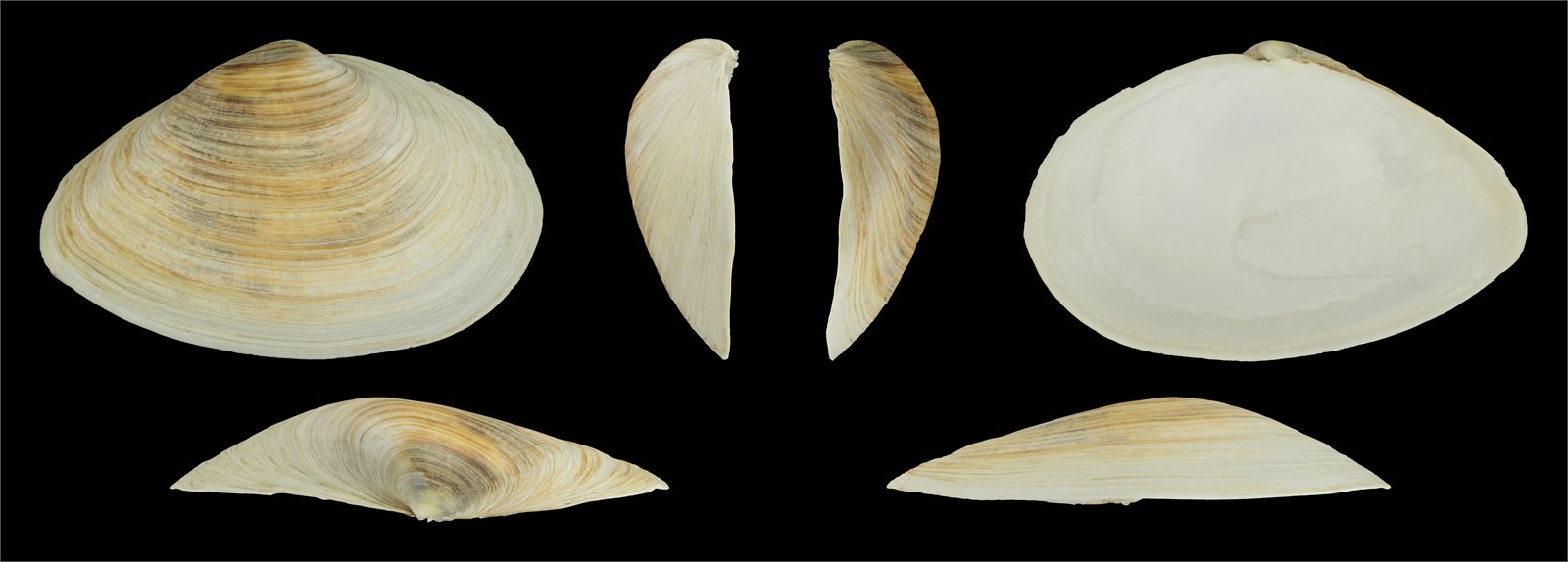 Sandmiga (Mya arenaria)