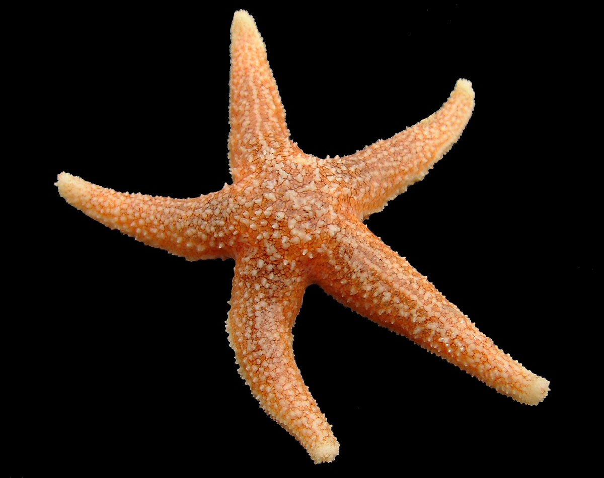 Krossfiskur (Asterias rubens)