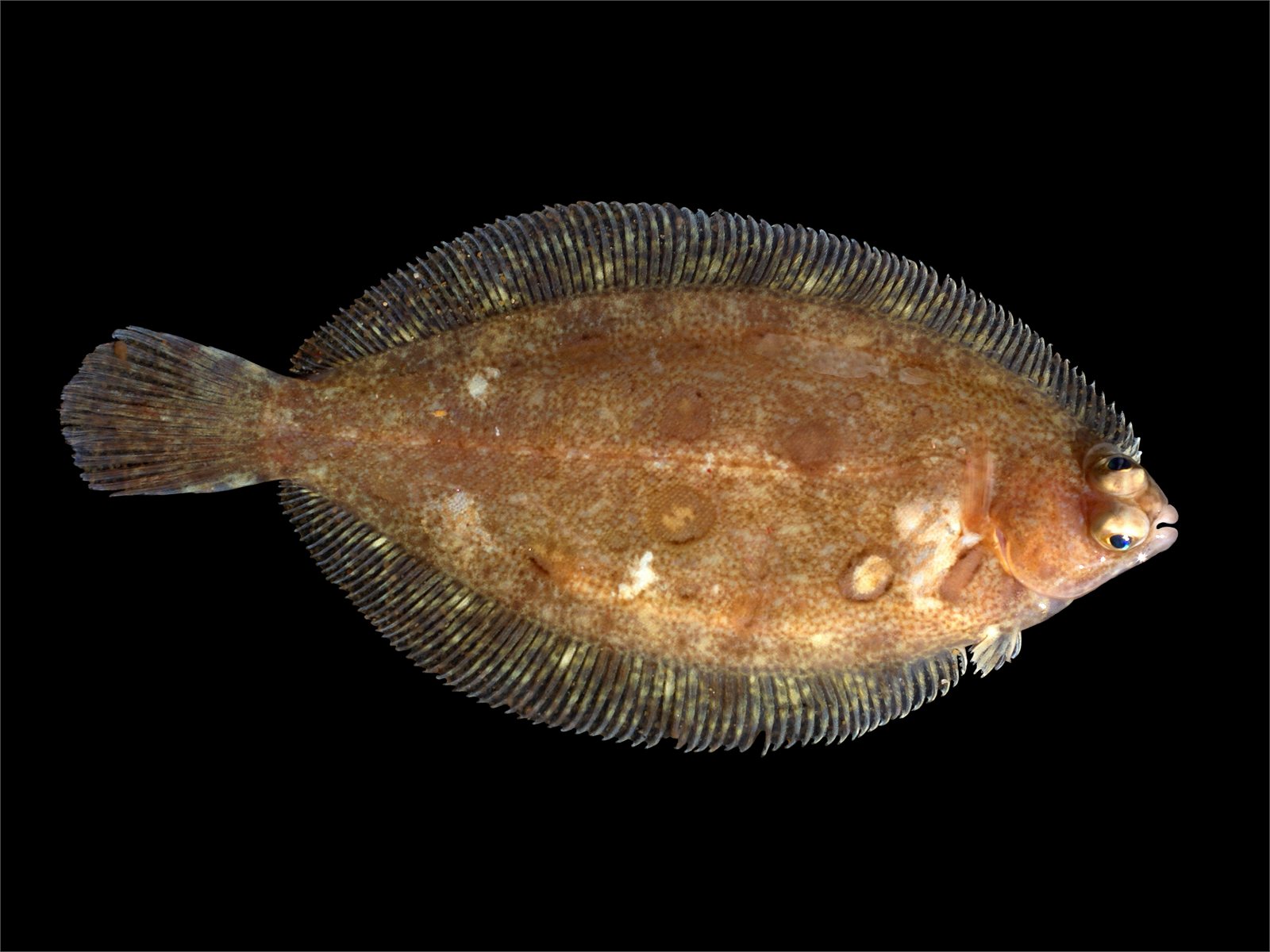 Þykkvalúra (Microstomus kitt)