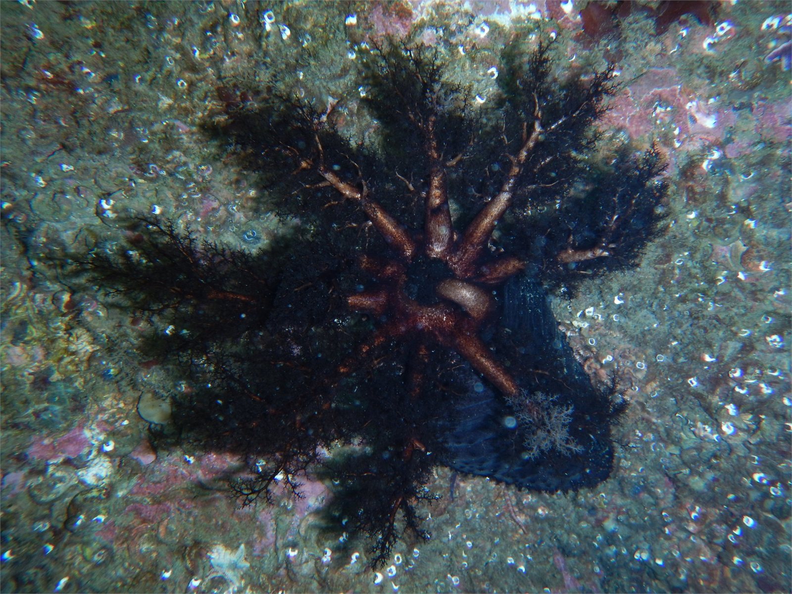 Sæbjúga (Cucumaria frondosa)