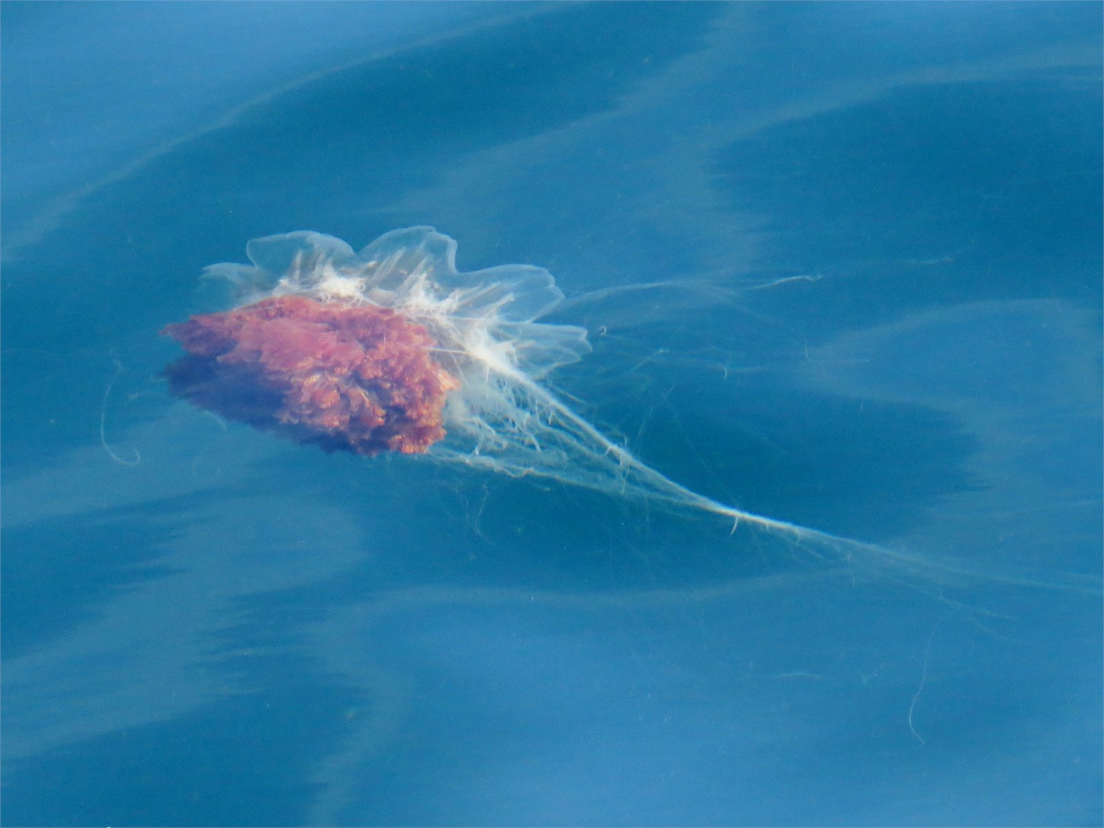 Brennihvelja (Cyanea capillata)