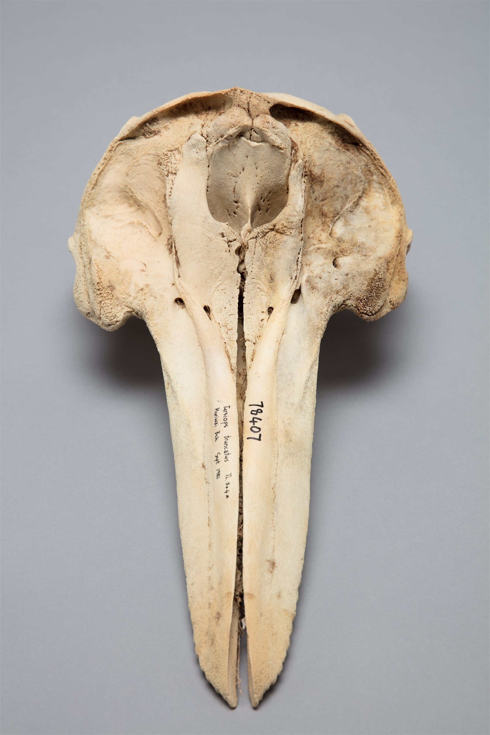Stökkull (Tursiops truncatus)
