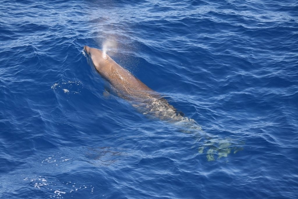 Skugganefja (Ziphius cavirostris)