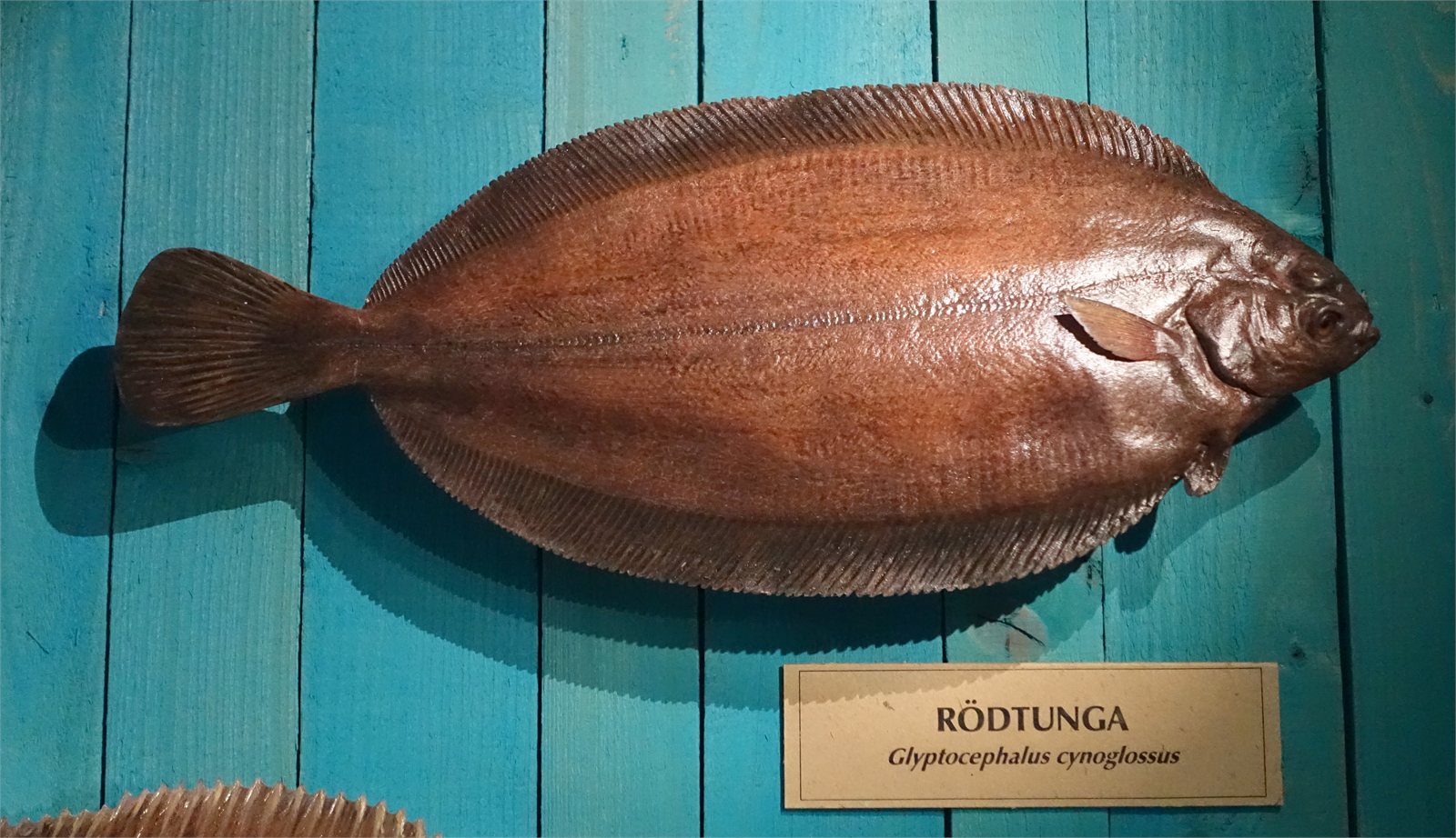 Langlúra (Glyptocephalus cynoglossus)