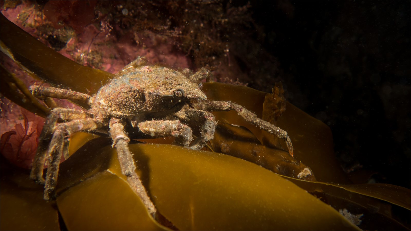 Trjónukrabbi (Hyas araneus)