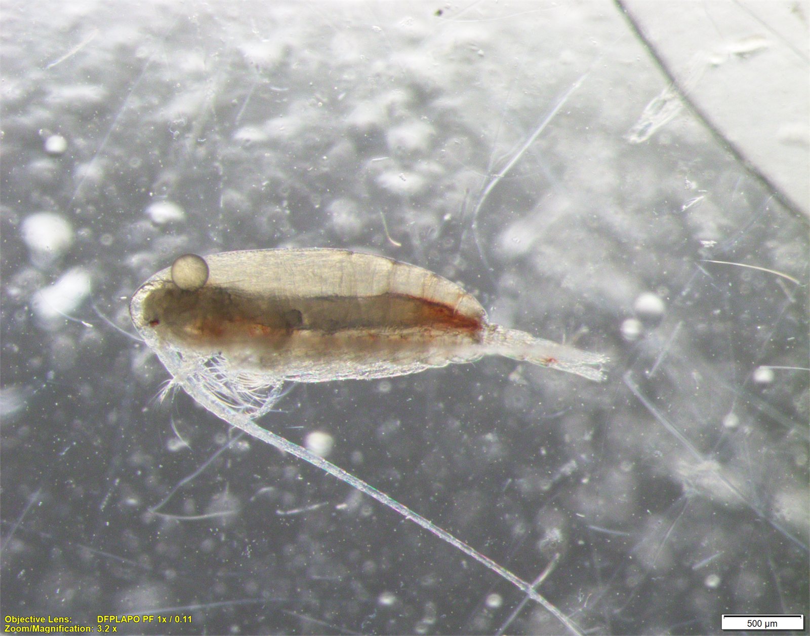 Rauðáta (Calanus finmarchicus)