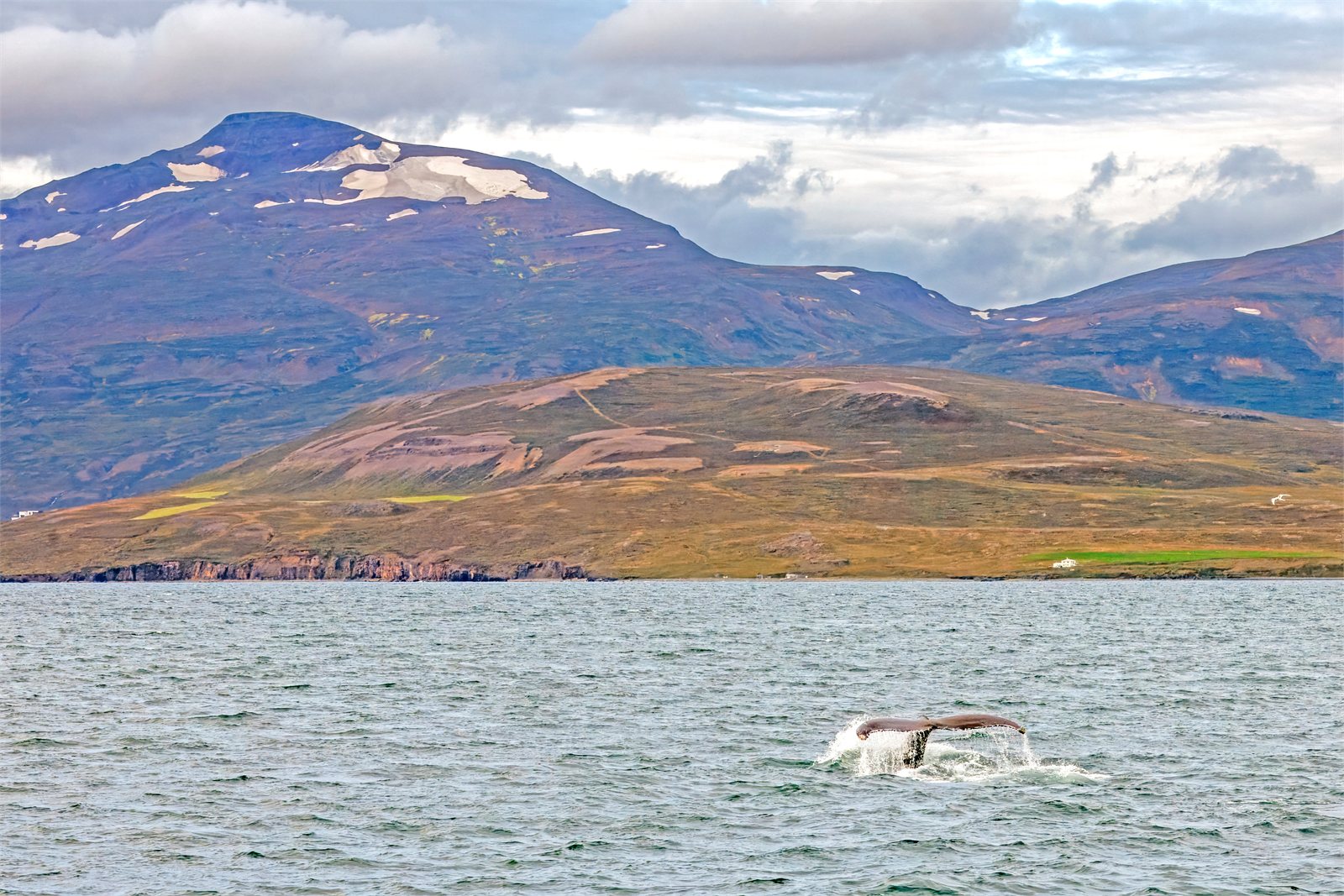 Hnúfubakur