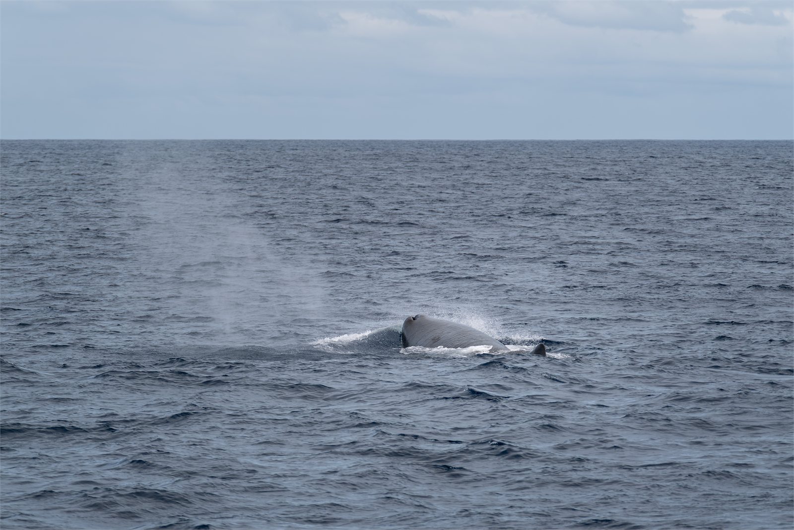 Búrhvalur (Physeter macrocephalus)