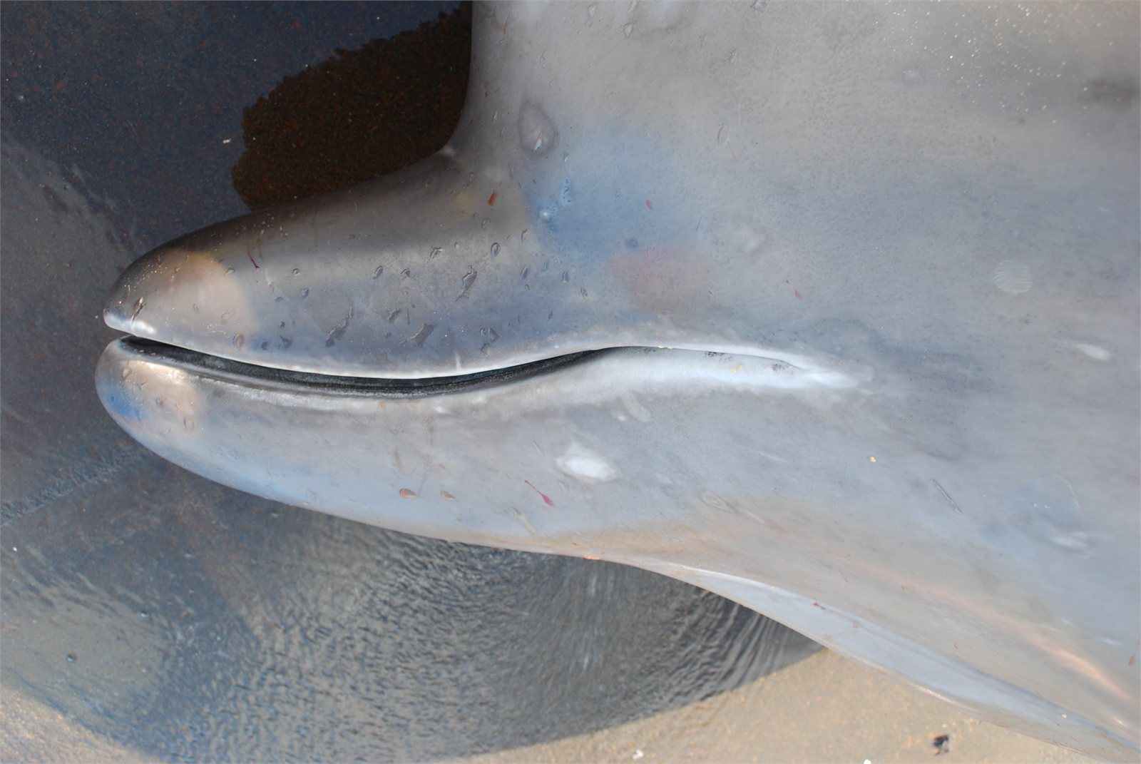 Andarnefja (Hyperoodon ampullatus)