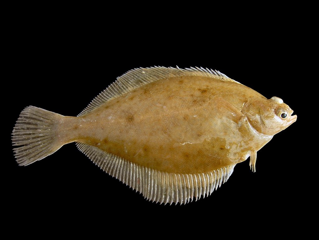 Sandkoli (Limanda limanda)