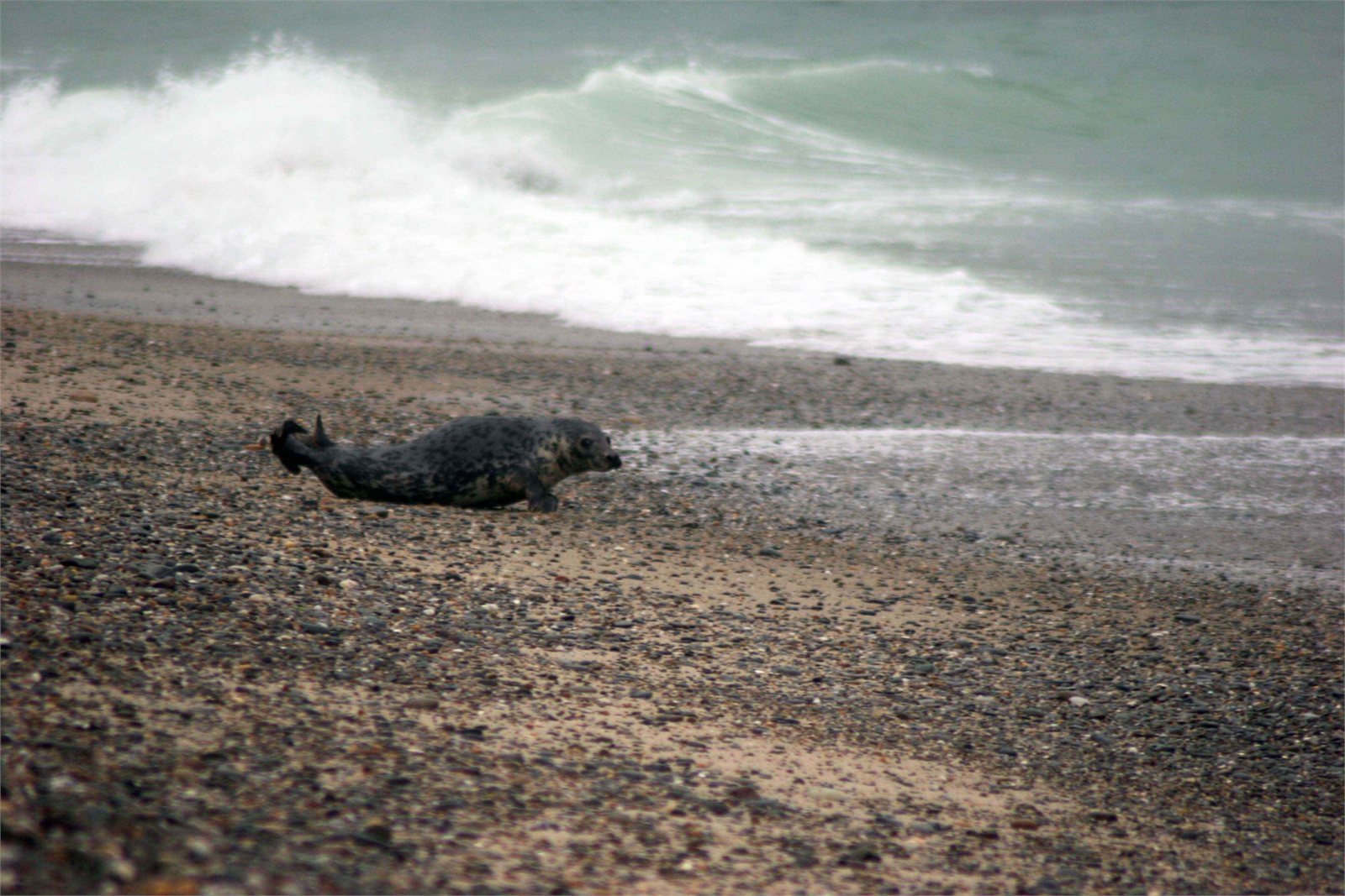 Útselur (Halichoerus grypus)