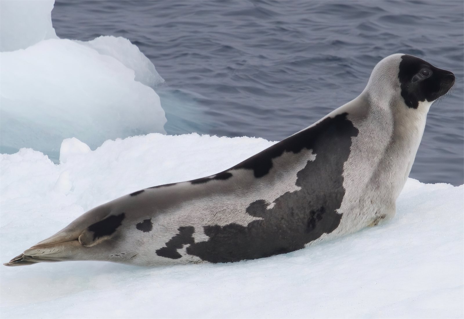 Vöðuselur (Pagophilus groenlandicus)