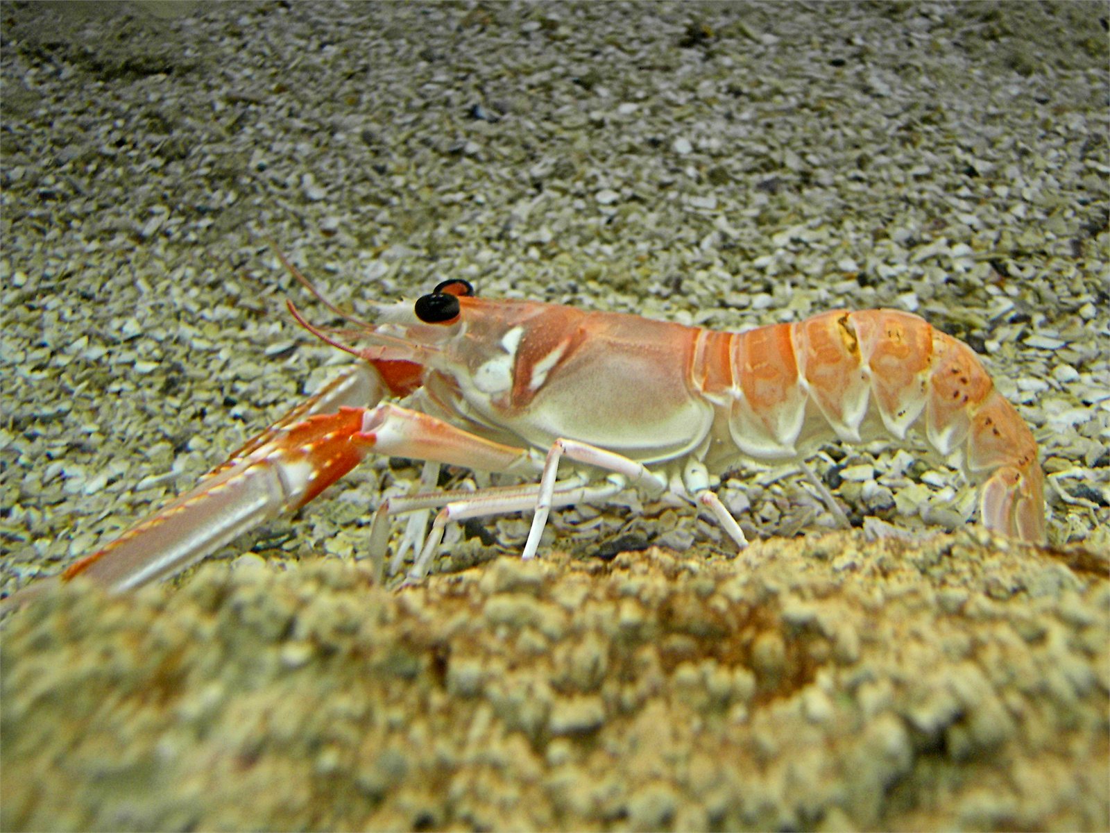Humar (Nephrops norvegicus)