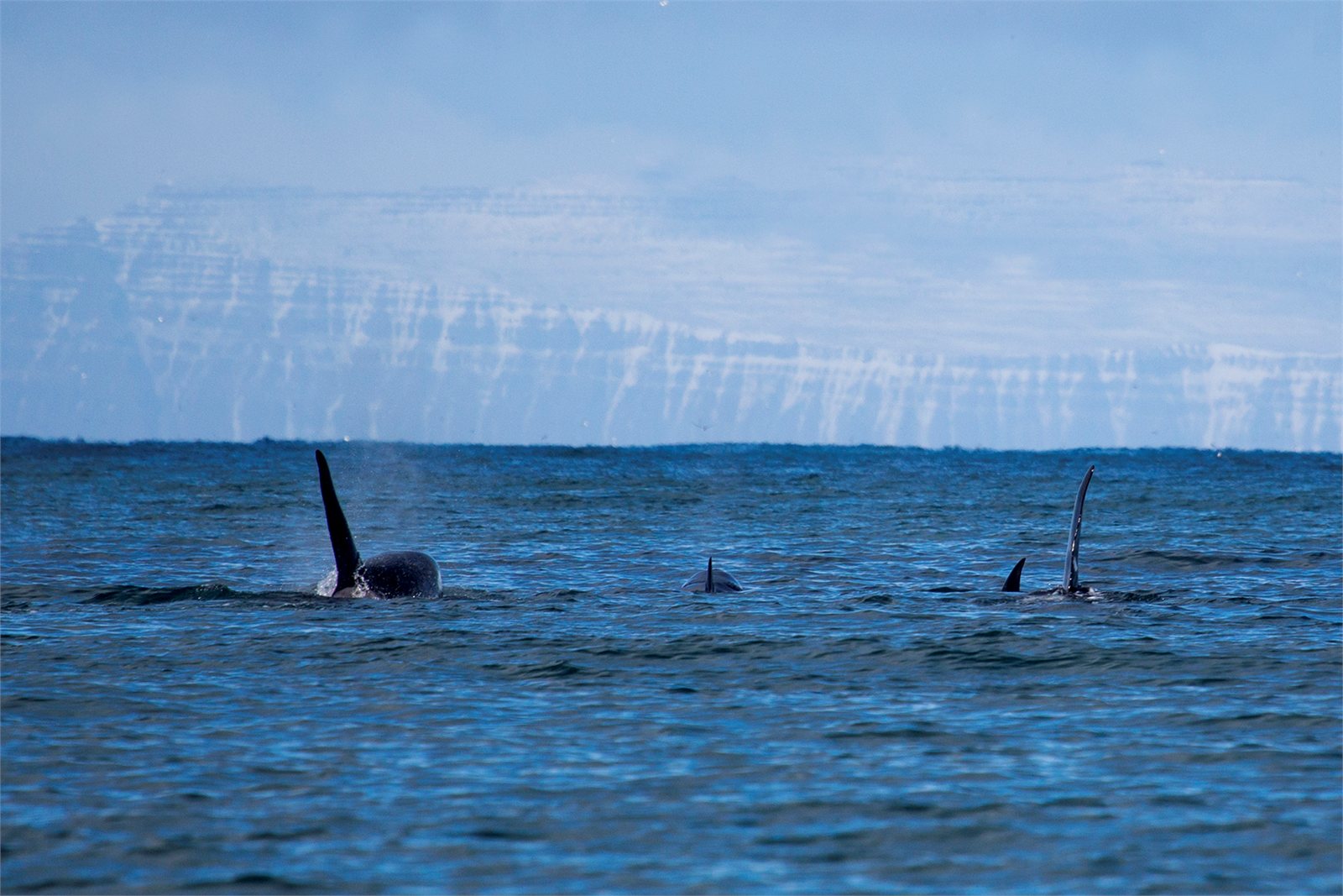 Háhyrningur (Orcinus orca) við Ísland