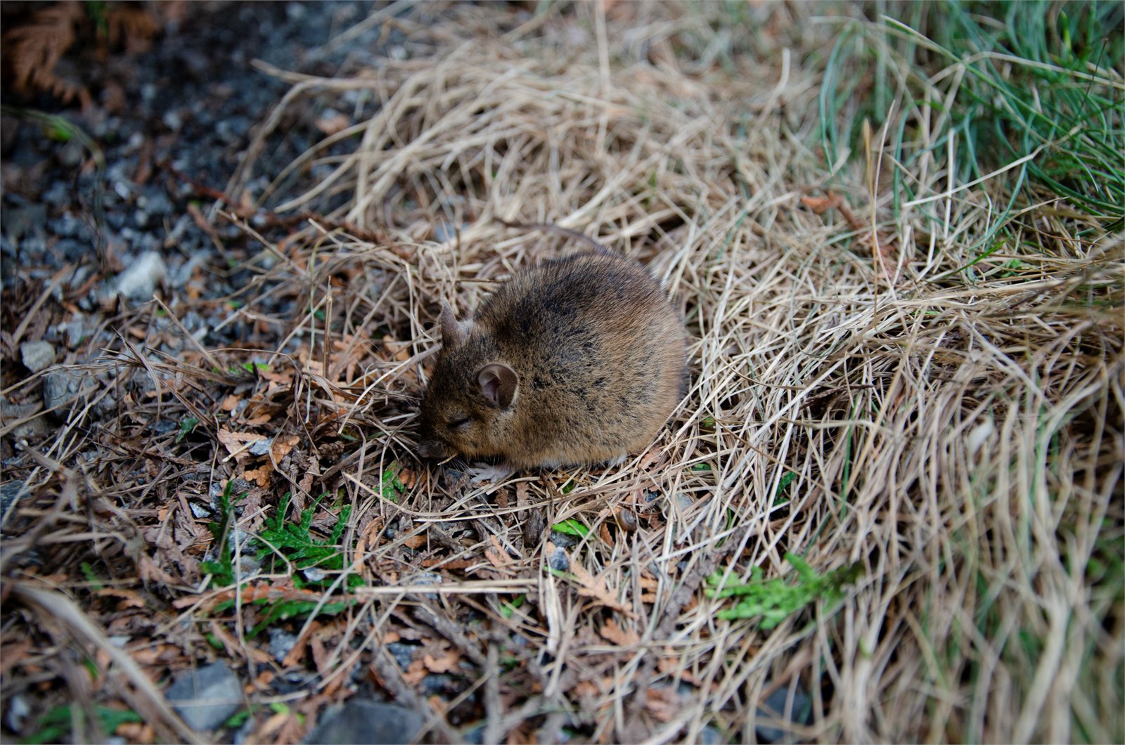 Brúnrotta (Rattus norvegicus)