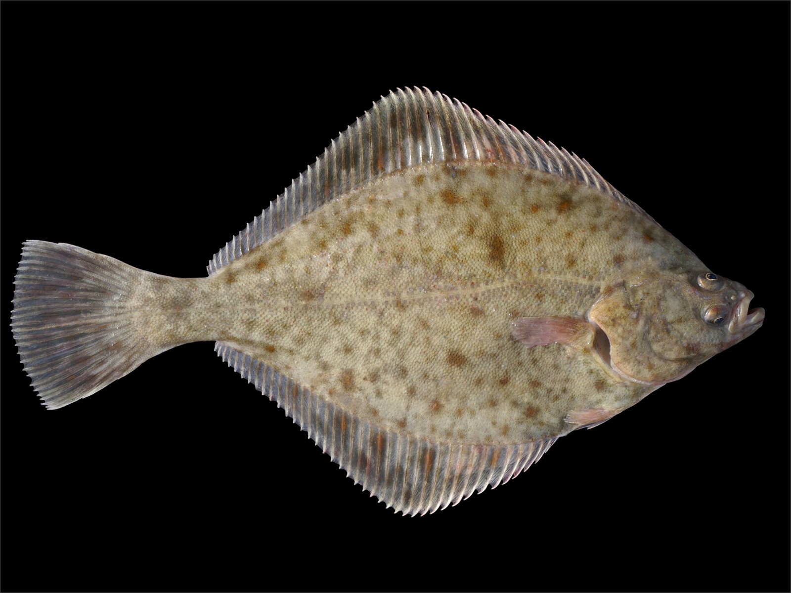 Flundra