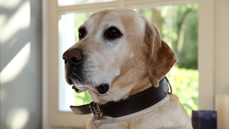 Hundur (Canis lupus familiaris)