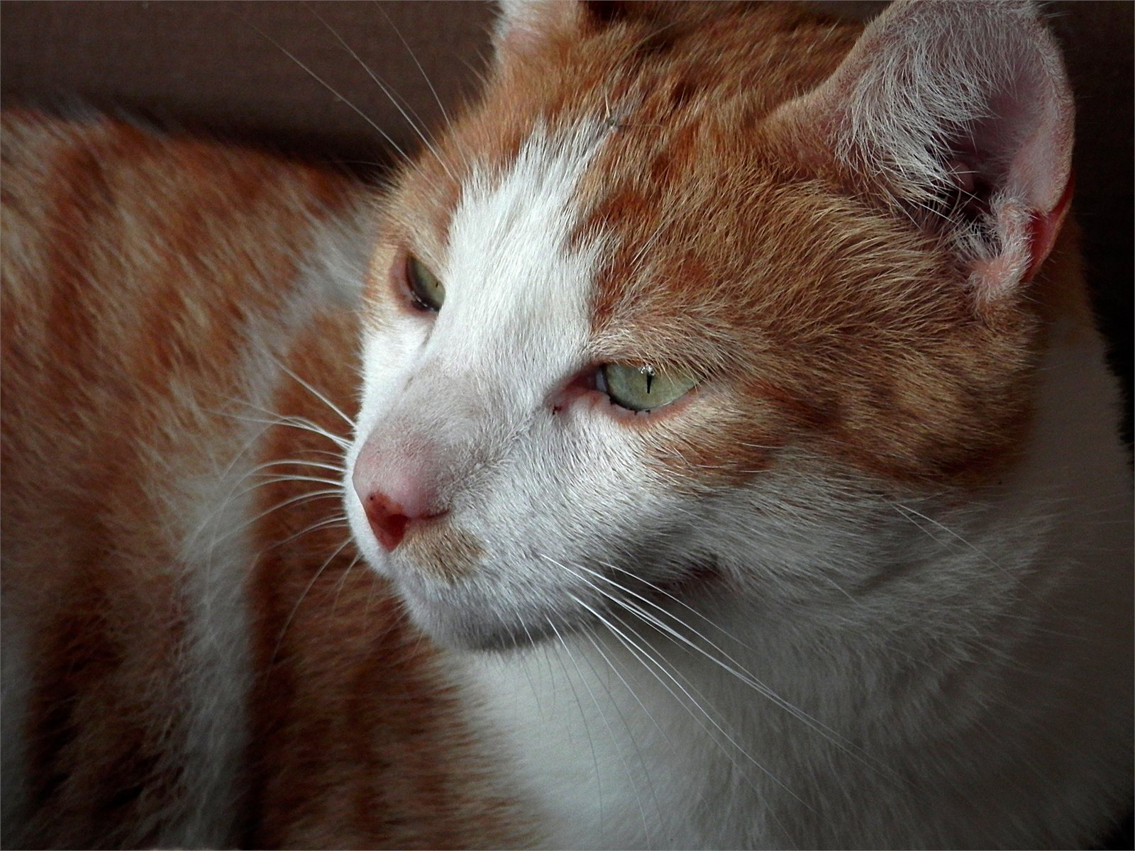 Köttur (Felis catus)